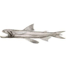 BOMBY DUCK FISH