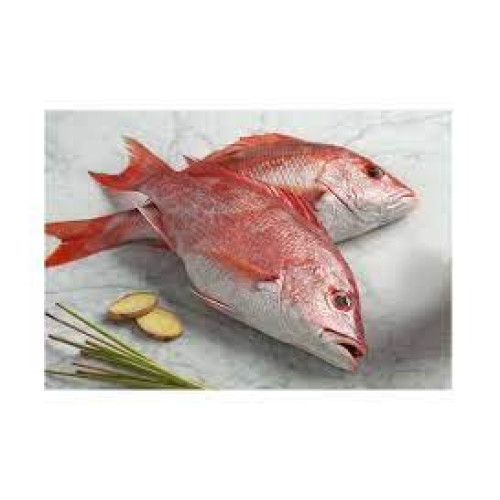 RED SNAPPER MARINATED DOHA KG