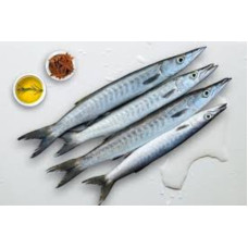 TINDA SMALL/KGS
