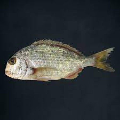 KURKUFAN SAUDI FISH KG