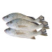 NAGROOR 2KG APPROX